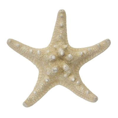 10 Knobby Natural Starfish 4-6" (Set of 10)