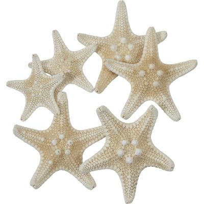 20 White Knobby Starfish 1-3" (Set of 20)