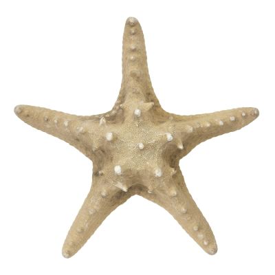 5 Knobby Starfish 8-10" (Set of 5)