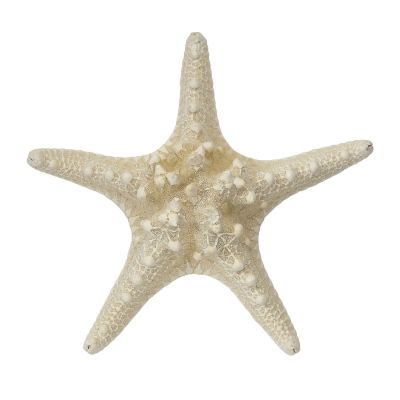 10 Knobby Starfish-White 6-8" (Set of 10)