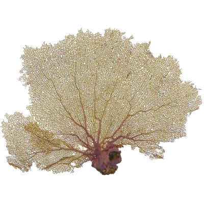 Atlantic Sea Fan 10-15"