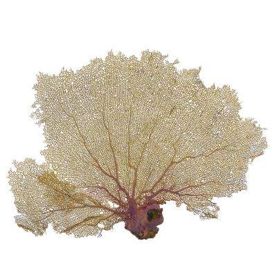 Atlantic Sea Fan 18-21"