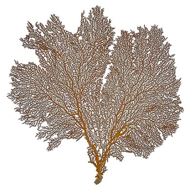 Natural Red Sea Fan 13-15"
