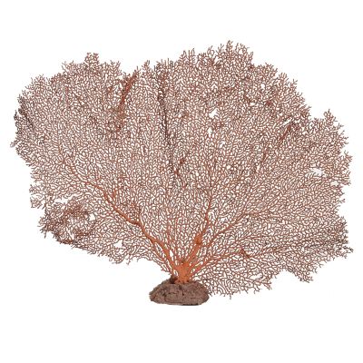 Red Sea Fan on Base 13-15"
