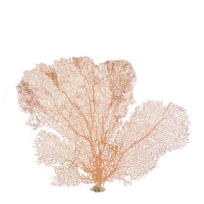 Natural Red Sea Fan 15-17"