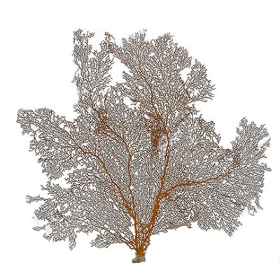 Red Sea Fan 19" & Up