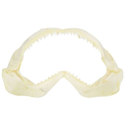 Shark Jaw 10-12"