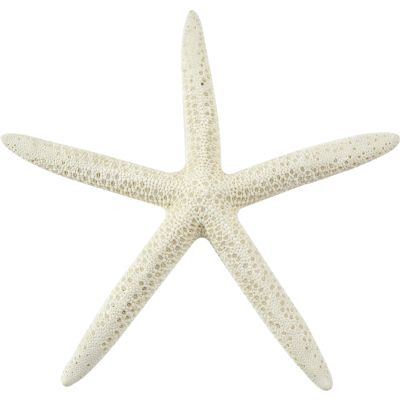 12 White Finger Starfish 3-4" (Set of 12)