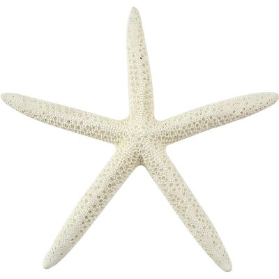 12 White Finger Starfish 3-4" (Set of 12)