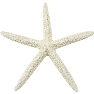 10 White Finger Starfish 8-10" (Set of 10)