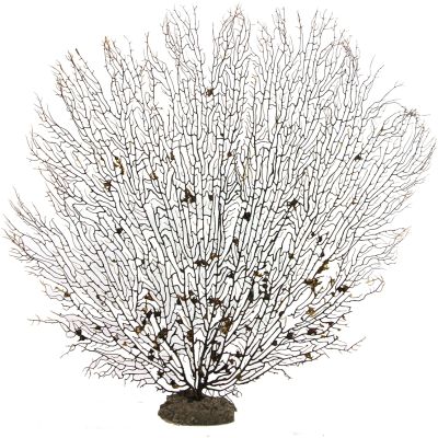 Natural Black Sea Fan on Base 10-13"