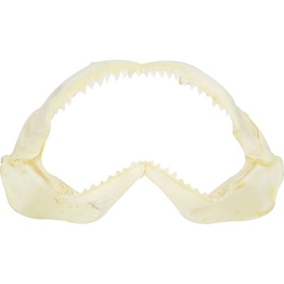 Shark Jaw 20"