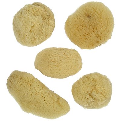 6 Bleached Sponges 1.5-2" (Set of 6)