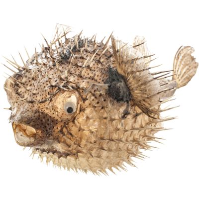 Porcupine Blowfish 19-21"