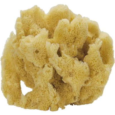 Medium Curio Natural Sponge Mix 5-7"
