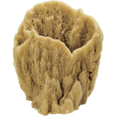 Large Vase Natural Sponge 7-9"