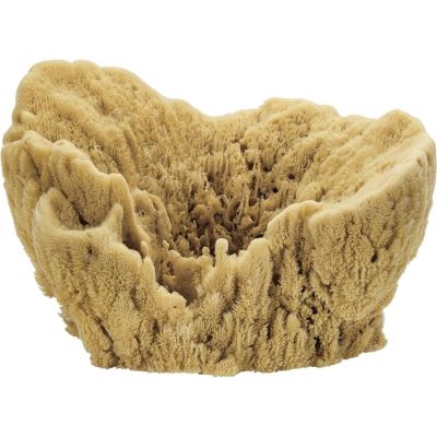 Giant Vase Natural Sponge 13-14"