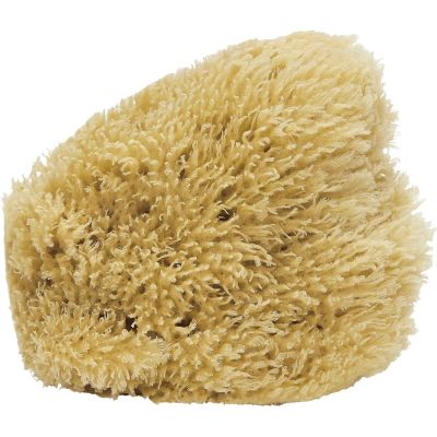 Natural Gulf Cut Sponge 5-6"