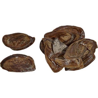 Whelk Operculum Bag (1 lb) .45 kilo