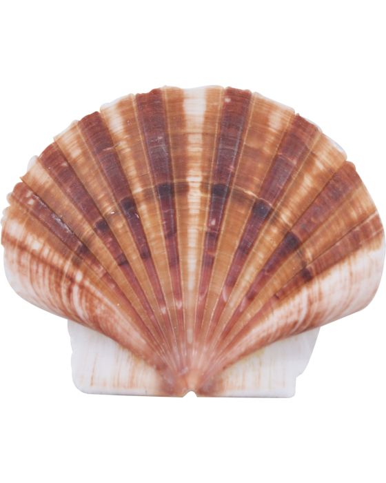 Pecten Albican Flat Shells Bag 2.5-3 1 Gallon