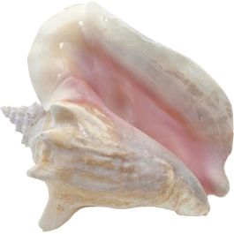 Extra Large Queen Conch Decorative Seashell 8-10" Natural Pink