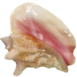 Queen Conch Slit Back 10