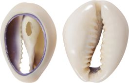 Ring Top Cowrie-Cut Shells Bag 1 Kilo (approx. 630 pcs.)