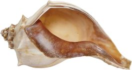 置物 atrantic whelk shell 置物 atrantic whelk shell Amazon.com: Atlantic Whelk Sea