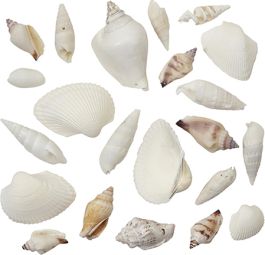 seashell　4枚 SEASHELL Spiral Silver Shell Polished TROCHA / 6-7cm