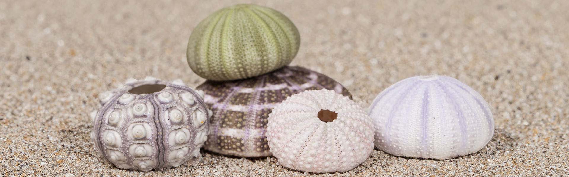 Basket of Sea Shells, Mixed Natural Mater