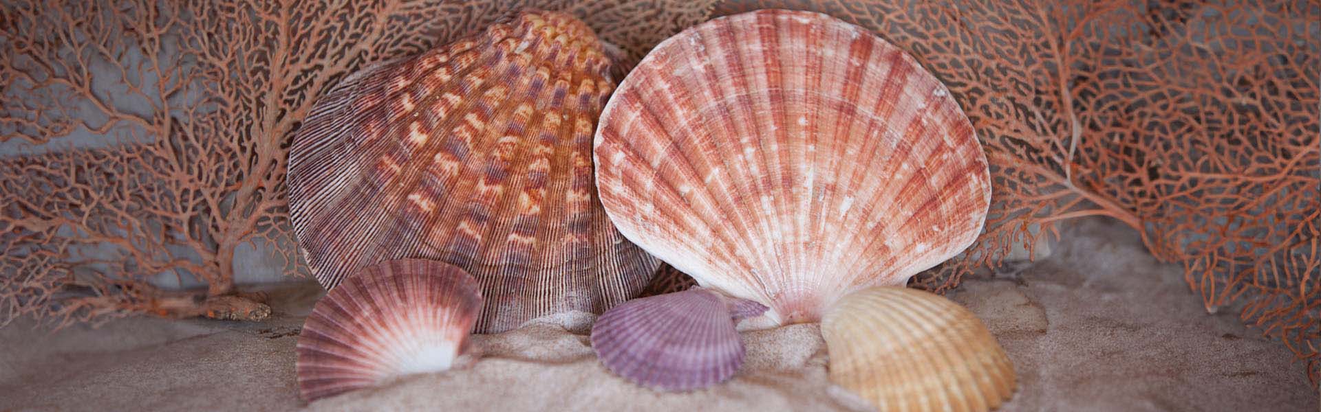 https://www.seashellco.com/media/wysiwyg/slider/seashells_-_1920x600.jpg